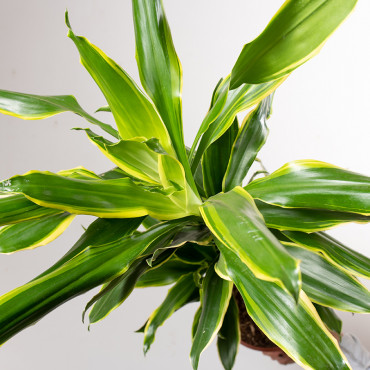 Dracena 'Golden Coast' | 3 pędy