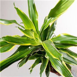 Dracena 'Golden Coast' | 3 pędy