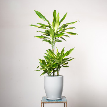 Dracena 'Golden Coast' | 3 pędy