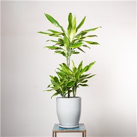 Dracena 'Golden Coast' | 3 pędy