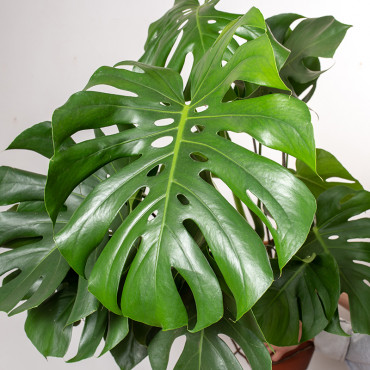 Monstera Dziurawa | Duża