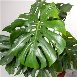 Monstera Dziurawa | Duża