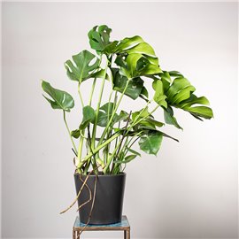 Monstera Dziurawa | Duża