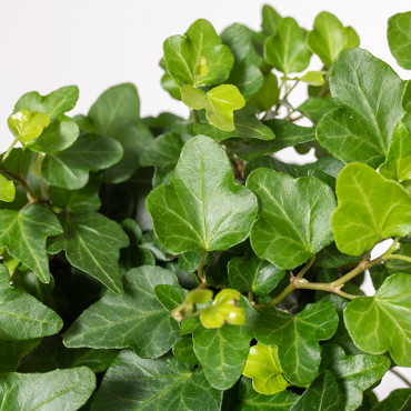 Bluszcz hedera 'Wonder'