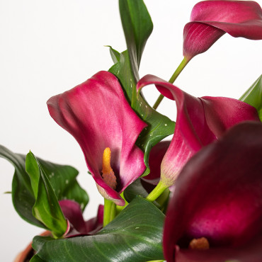 Zantedeschia bordowa