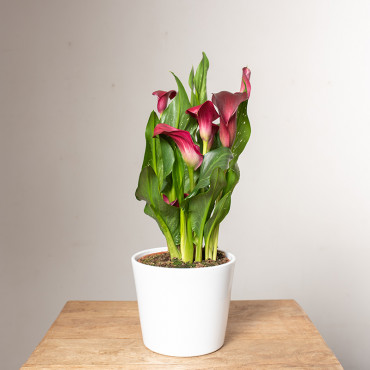 Zantedeschia bordowa