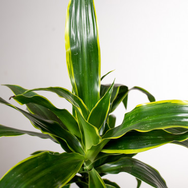 Dracena 'Art' | 2 pędy