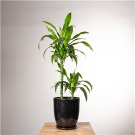 Dracena 'Art' | 2 pędy