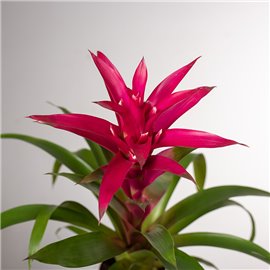 Guzmania 'Voila'