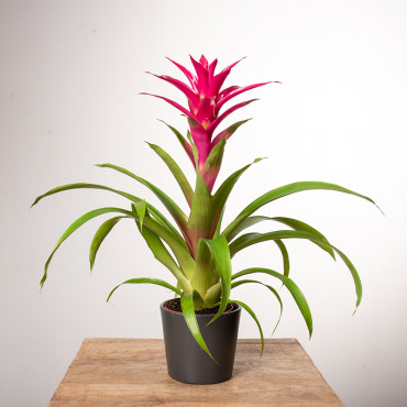 Guzmania 'Voila'