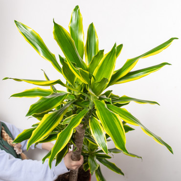 Dracena 'Golden Coast' | 3 pędy