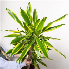 Dracena 'Golden Coast' | 3 pędy