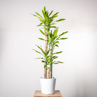 Dracena 'Golden Coast' | 3 pędy