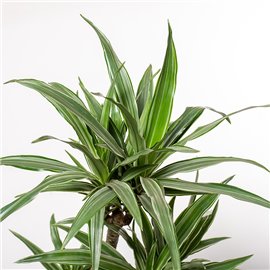 Dracena 'Warneckii' | Duża