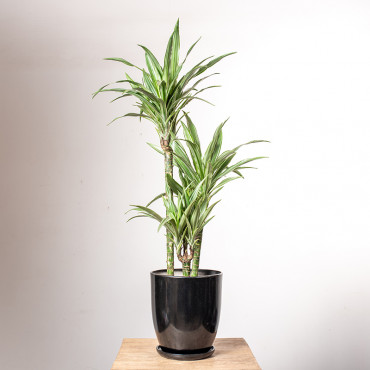 Dracena 'Warneckii' | Duża