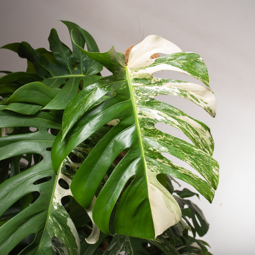 Monstera 'Variegata' | Na pniu