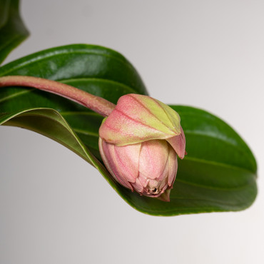 Medinilla wspaniała