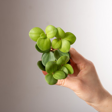 Peperomia 'Hope' | Mini