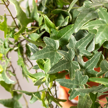 Bluszcz hedera 'Variegata'