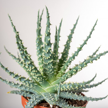 Aloes niski | Mały