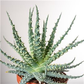 Aloes niski | Mały