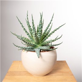 Aloes niski | Mały