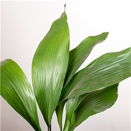 Aspidistra