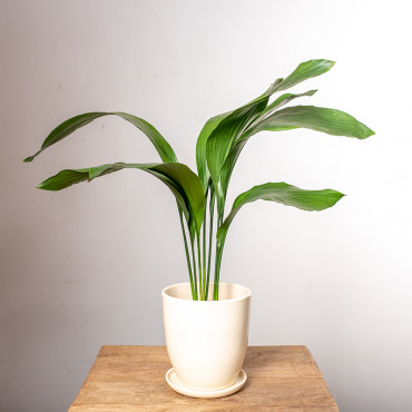 Aspidistra