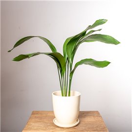 Aspidistra