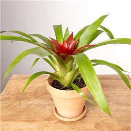 Guzmania 'Blitz'