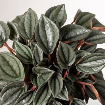 Peperomia 'Napoli Nights'