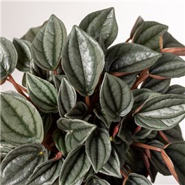 Peperomia 'Napoli Nights'