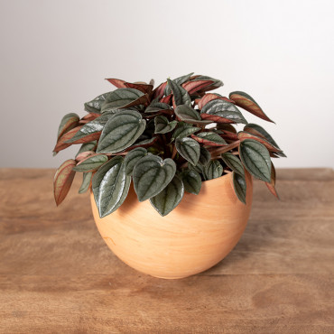 Peperomia 'Napoli Nights'