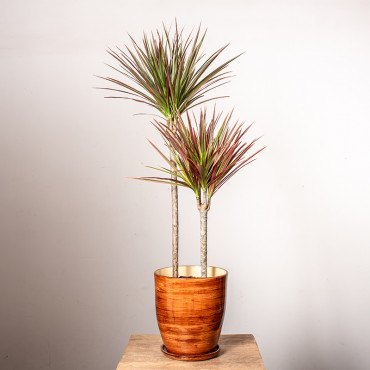 Dracena 'Colorama' | 2 Pędy