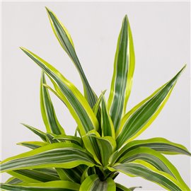 Dracena 'Lemon Lime' | 2 pędy