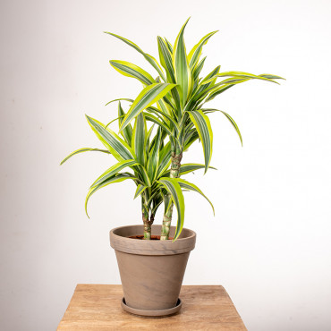 Dracena 'Lemon Lime' | 2 pędy