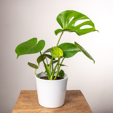 Monstera Dziurawa