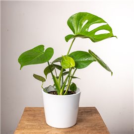 Monstera Dziurawa