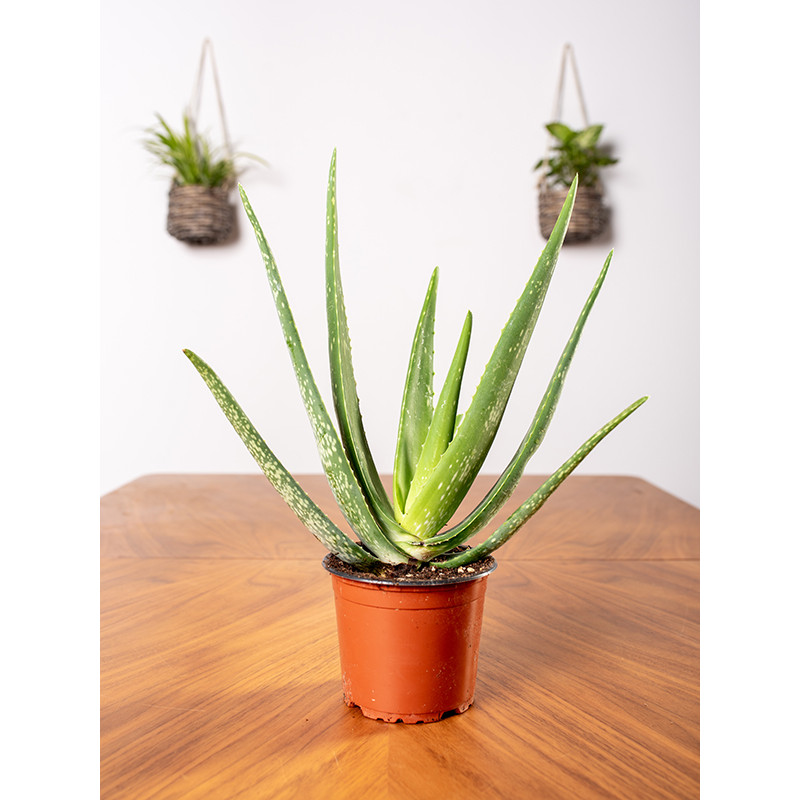 Aloes leczniczy