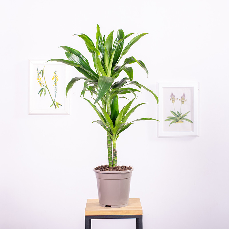 Dracena 'Janet Craig'