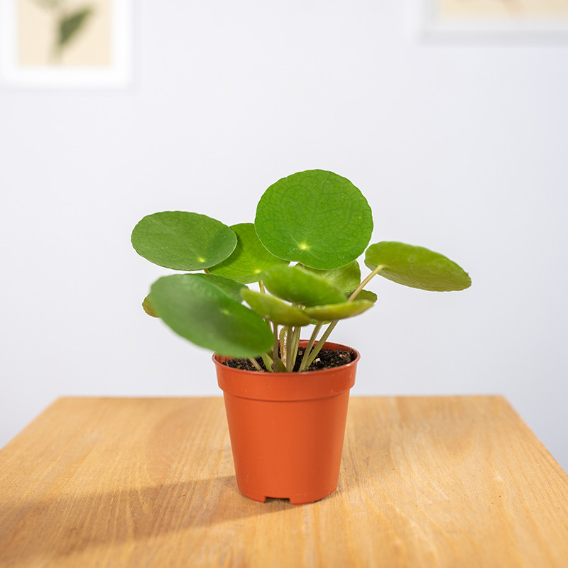 Pilea peperomiowata -...