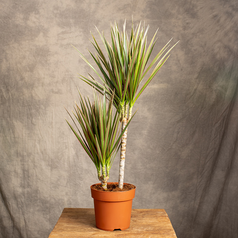 Dracena 'Bicolor' | 2 Pędy