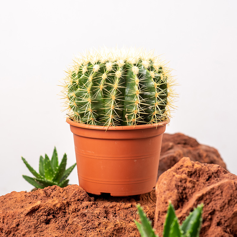 Kaktus - Fotel Teściowej