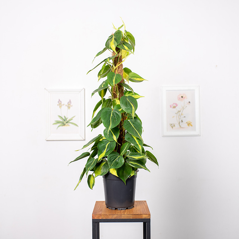 Filodendron 'Brasil' na pniu