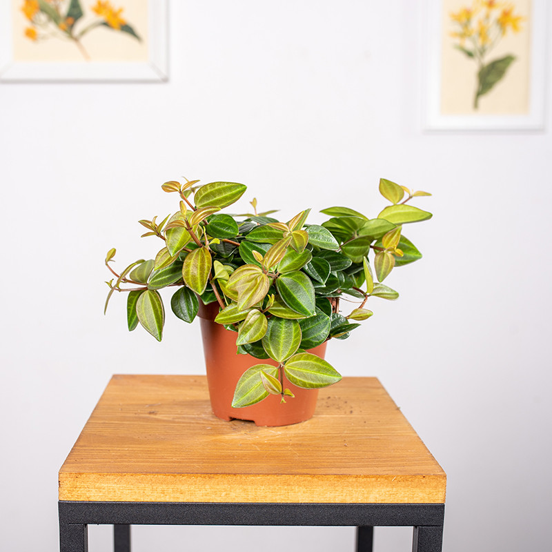 Peperomia 'Rocca Scuro'