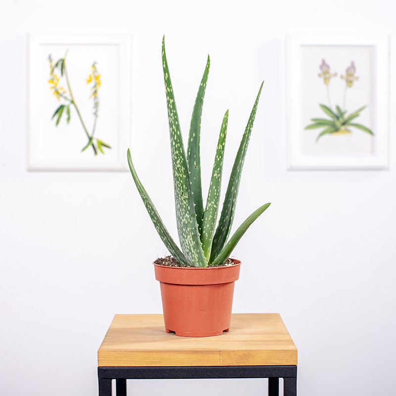 Aloes leczniczy | Mały