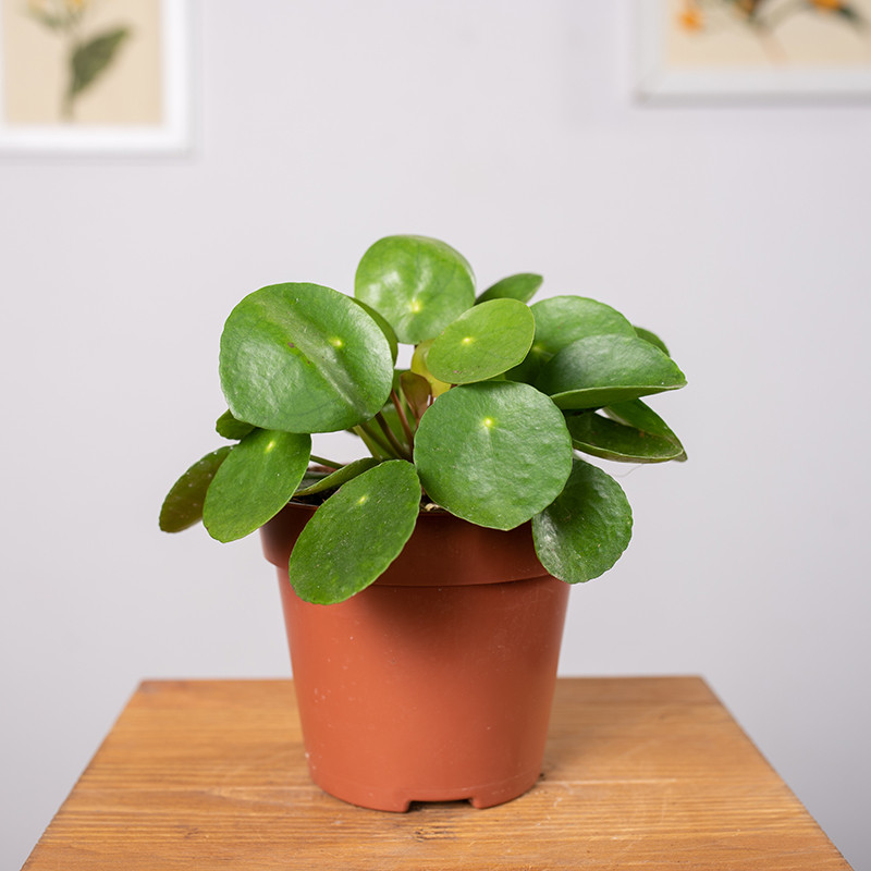 Pilea peperomiowata -...