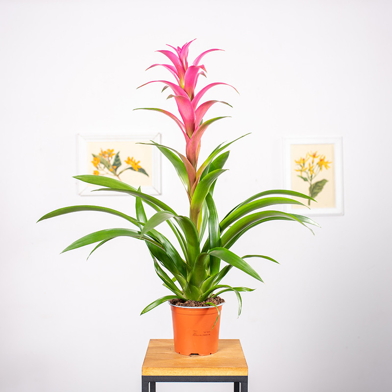 Guzmania 'Freya'