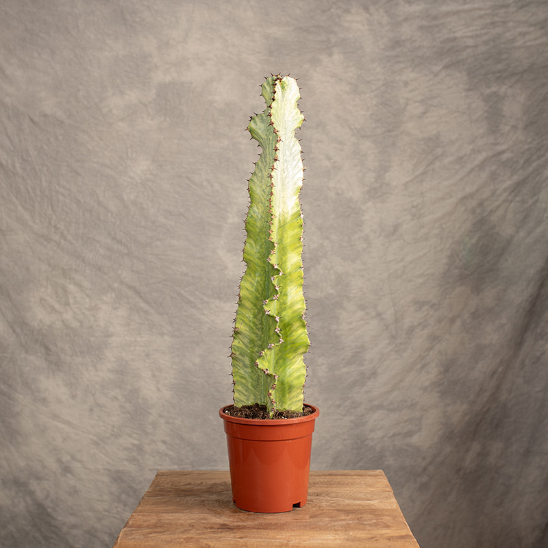 Euphorbia ingens 'Variegata'