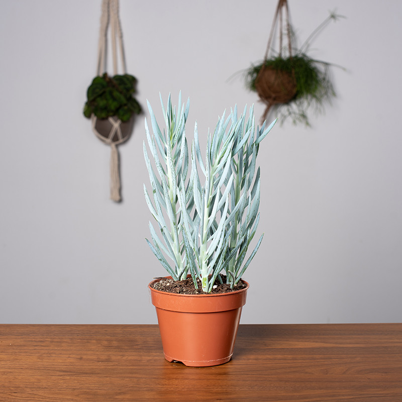 Senecio 'Mount Everest'